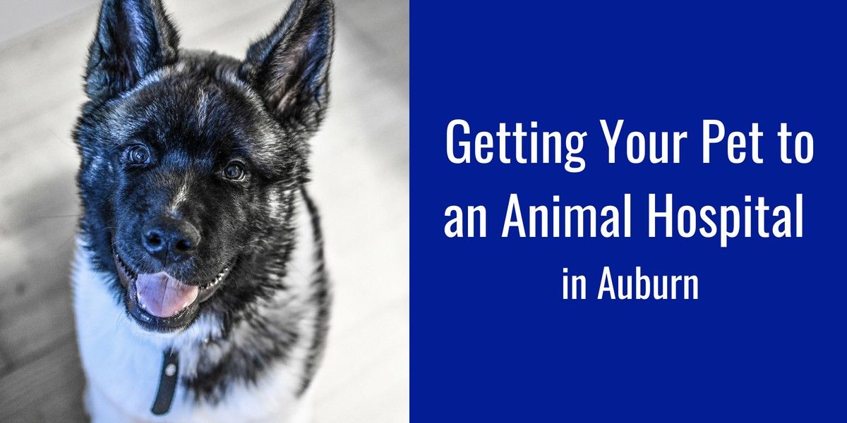 Smiling dog with black and white coat next to text about getting pets to an animal hospital in Auburn.