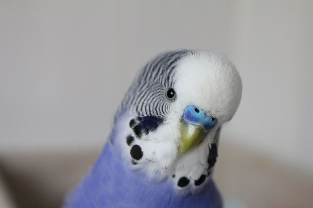 A close-up of a blue and white budgerigar with a curious head tilt.