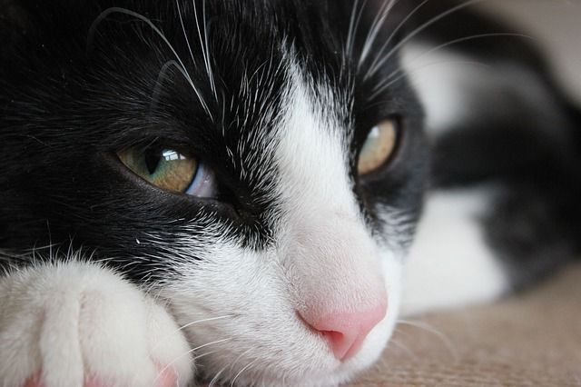 A close-up of a black and white cat with a pink nose, resting with eyes partially open.