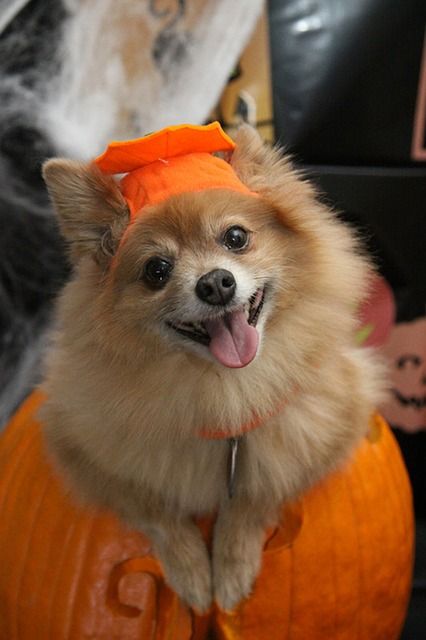 A fluffy dog wearing an orange cap sits on a carved pumpkin, looking at the camera with its tongue out.