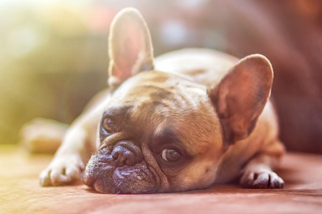 French Bulldog lying down, looking up with a relaxed expression.