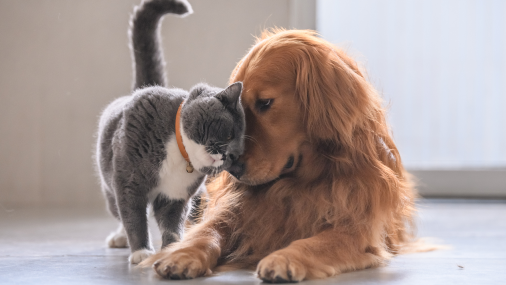 A golden retriever and a gray cat gently nuzzle each other on the floor.