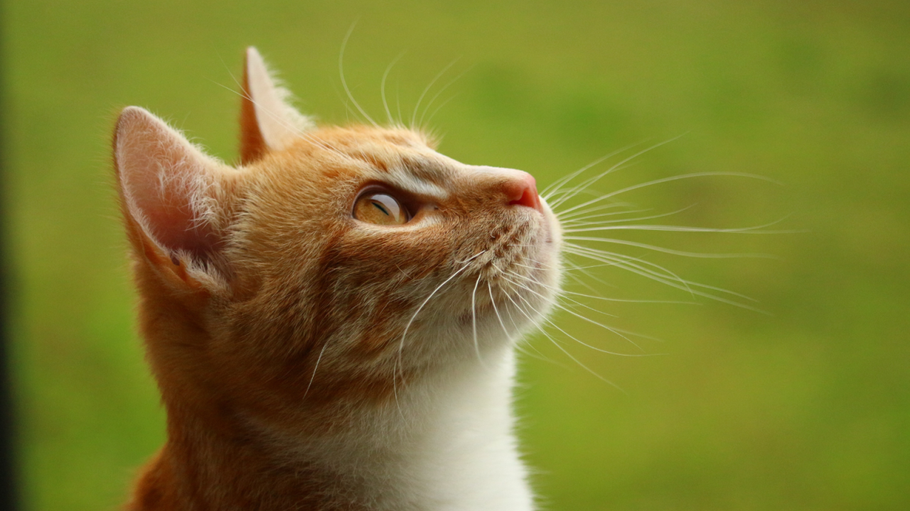 A ginger and white cat looking upwards with a green blurred background.