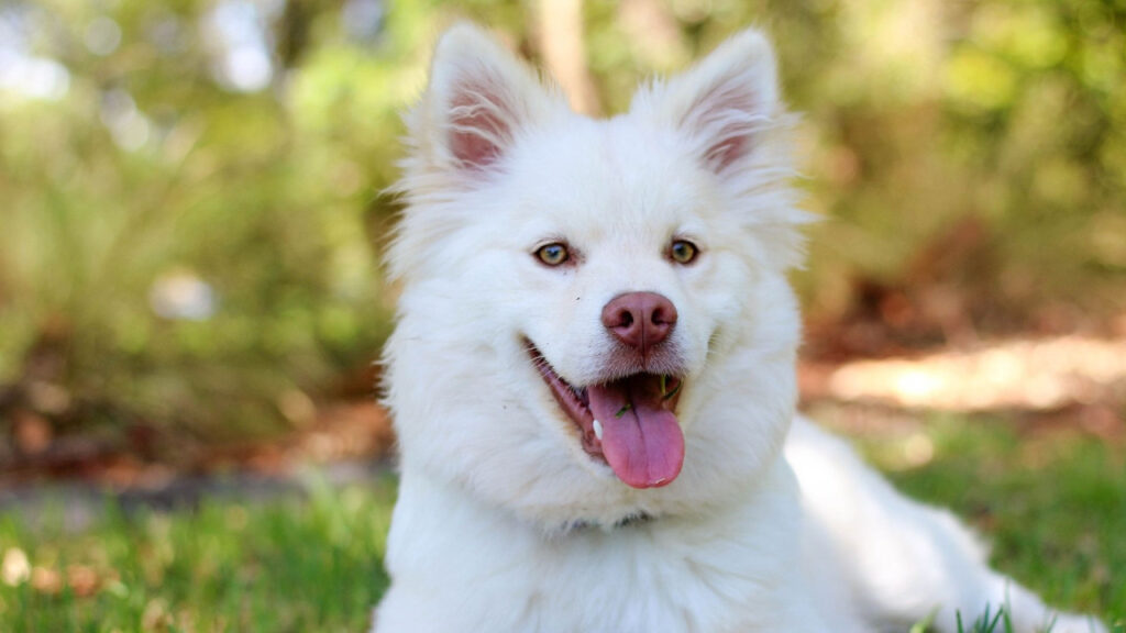 Fluffy white dog with pointy ears and open mouth, lying on grass.