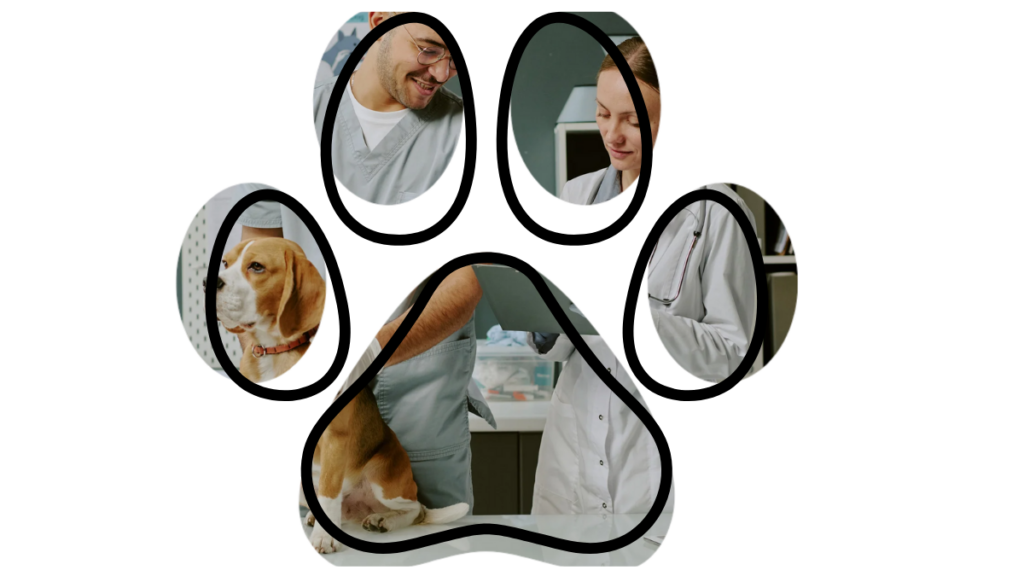 Veterinarians examining a beagle in a clinic, with images set inside a paw print shape.