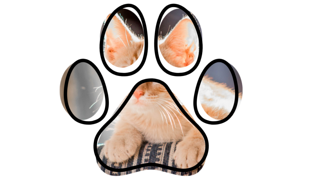 Cat resting with closed eyes, visible through a paw-shaped frame.