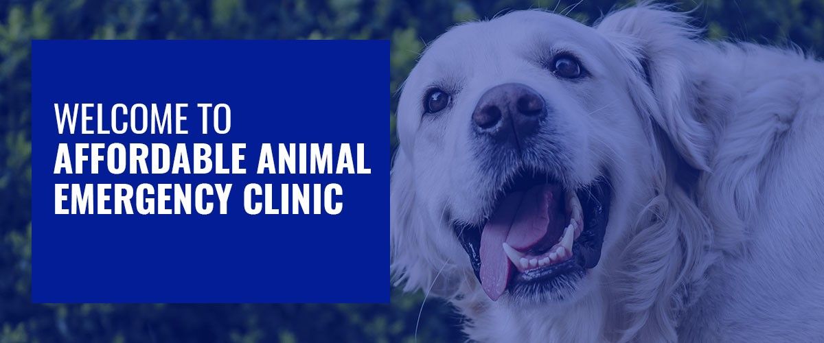 Golden retriever smiling next to a blue sign that reads "Welcome to Affordable Animal Emergency Clinic.