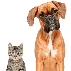 Boxer dog and tabby cat sitting side by side, both looking forward.