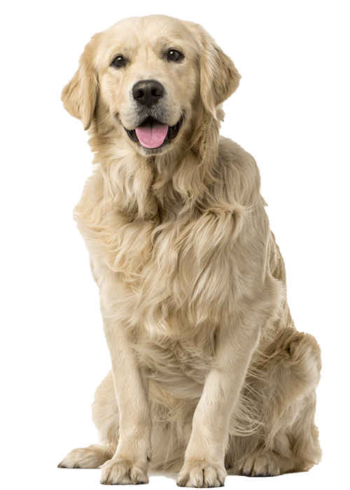 Golden retriever sitting, facing forward with a happy expression and tongue out.