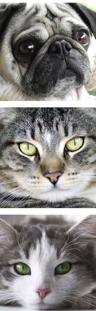 A close-up of a pug, a tabby cat, and a gray and white cat with green eyes.