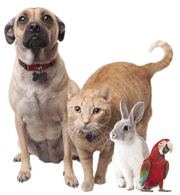 A dog, cat, rabbit, and parrot are sitting together, looking forward.