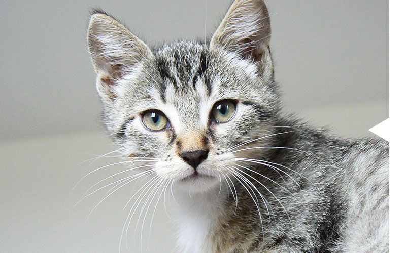 Gray tabby kitten with large ears and green eyes looking directly ahead.