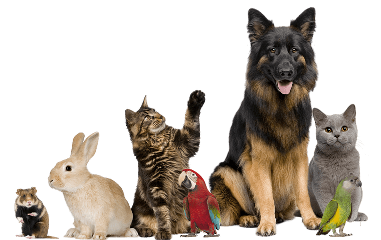 A lineup of various pets: a hamster, rabbit, tabby cat, red parrot, German shepherd, gray cat, and green parrot.
