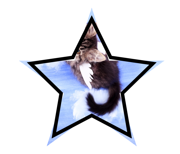 A fluffy kitten with gray fur plays on a blue, cloud-like surface, partially framed within a star shape.
