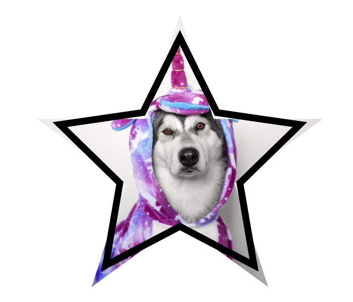 Dog wearing a colorful unicorn costume, looking with a calm expression.