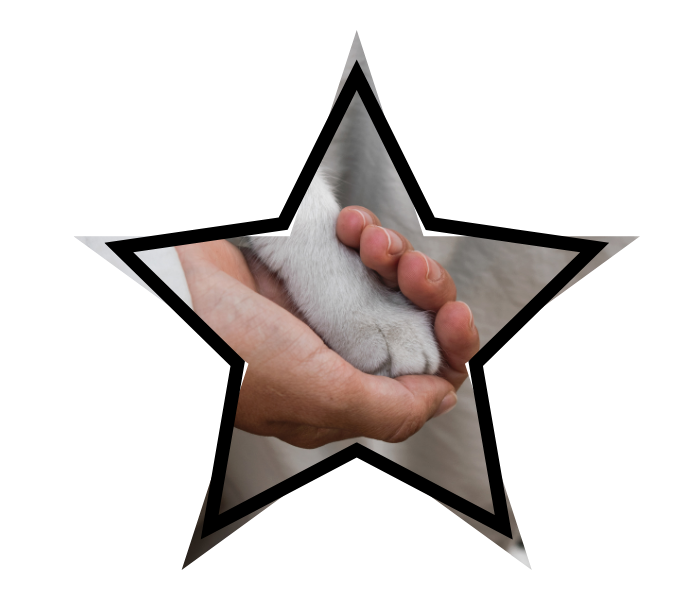 A human hand gently holding a dog's paw within a star-shaped frame.