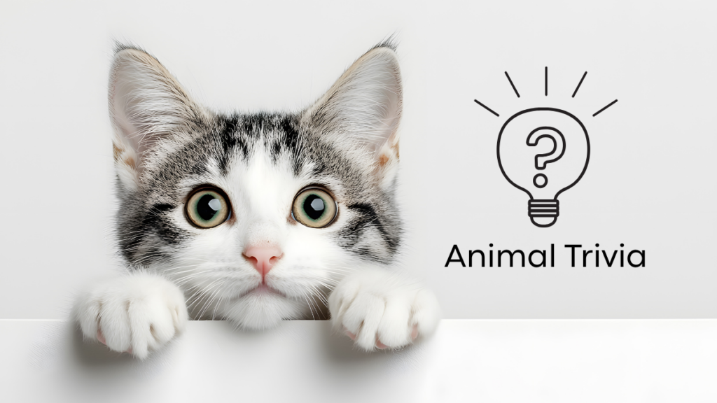 A curious cat peeks over a ledge beside an illustration of a lightbulb and the text "Animal Trivia.