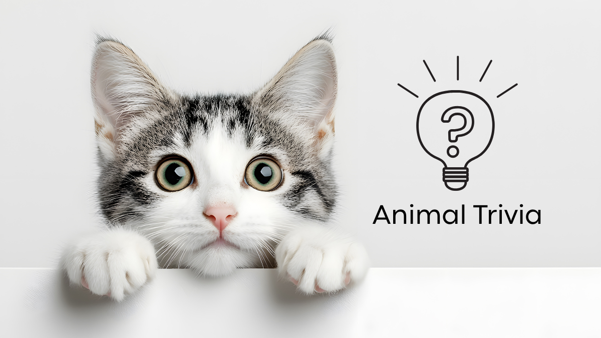 A curious cat peeks over a ledge beside an illustration of a lightbulb and the text "Animal Trivia.
