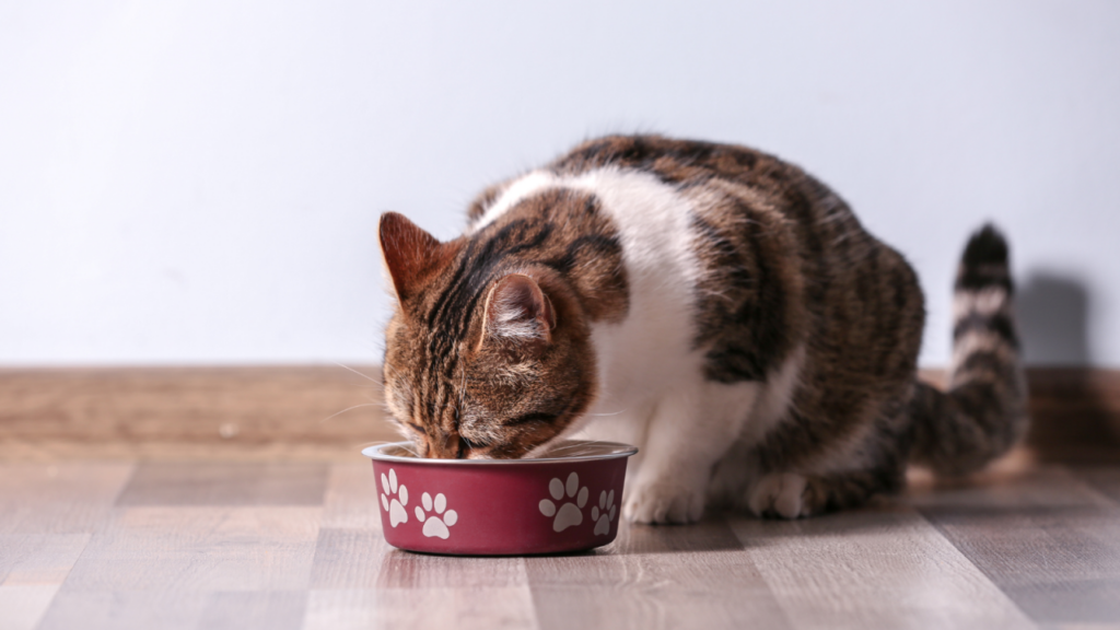 A tabby cat eating from a red bowl with white paw prints on a wooden floor.