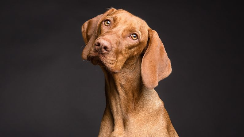 A brown Vizsla dog with large ears tilts its head while looking upward against a dark background.