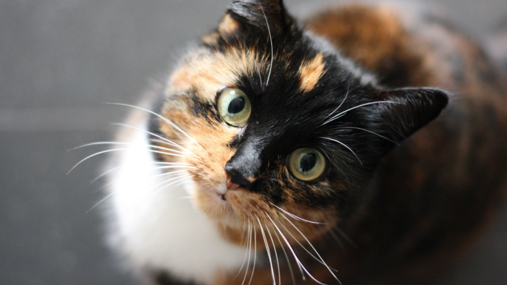 A calico cat with green eyes looking up, displaying a mix of black, orange, and white fur.