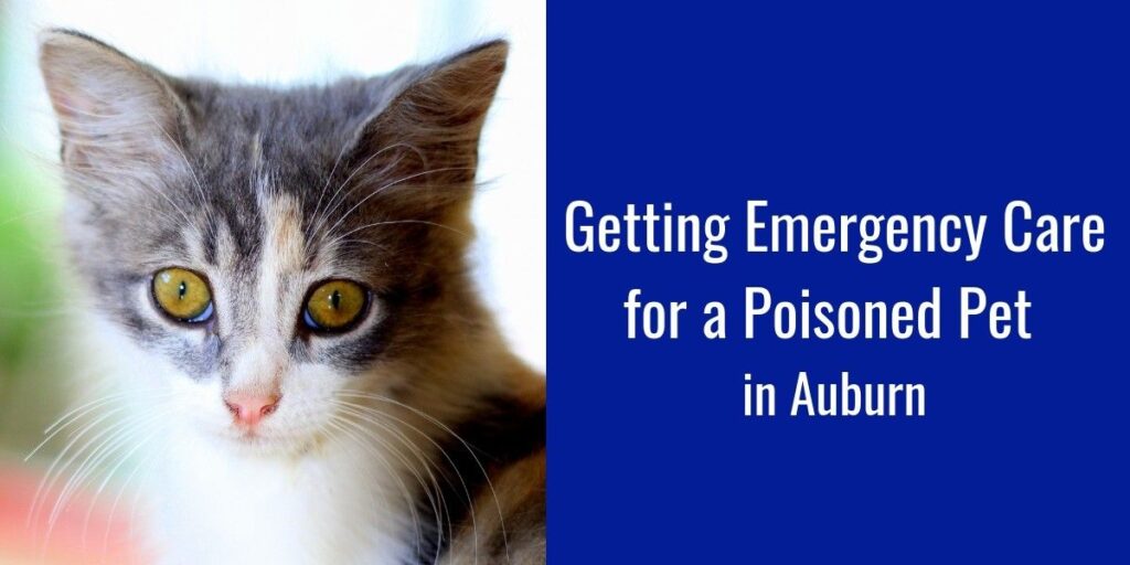 A kitten with big eyes next to text about emergency care for poisoned pets in Auburn.