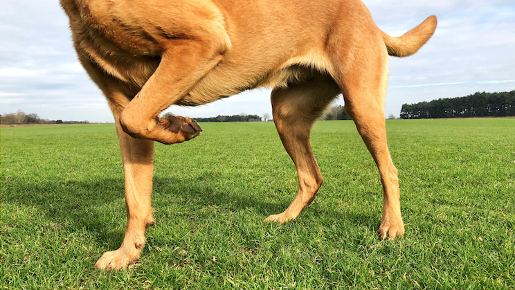 A brown dog standing on a green field with one paw raised.