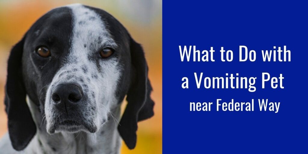Close-up of a black and white dog next to text about managing a vomiting pet near Federal Way.