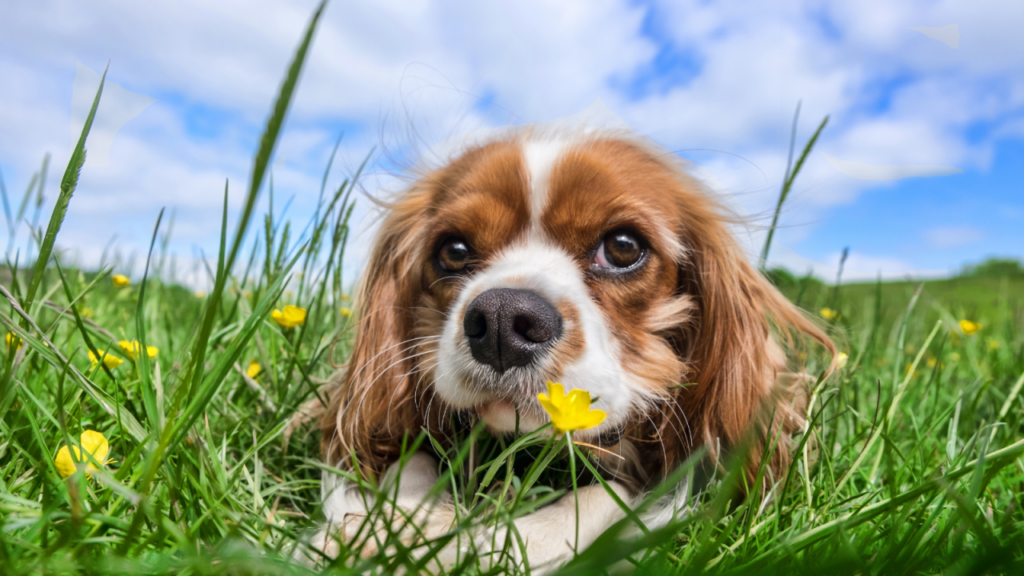 Dog lying in grass with a yellow flower, looking directly at the camera on a sunny day.