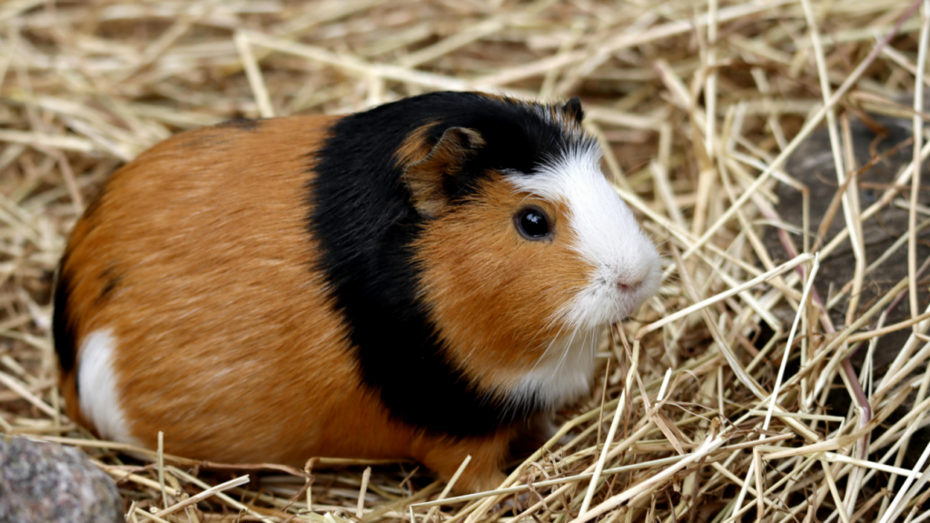A tricolored guinea pig with black, white, and brown fur sits on a bed of hay.