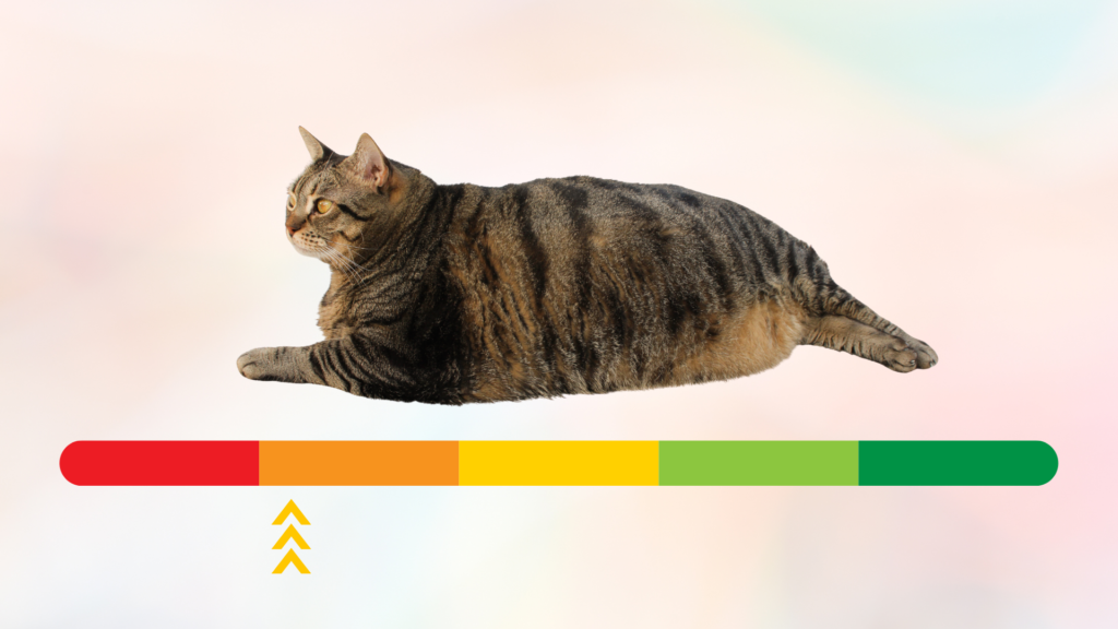 Overweight cat above sliding scale in Auburn, WA