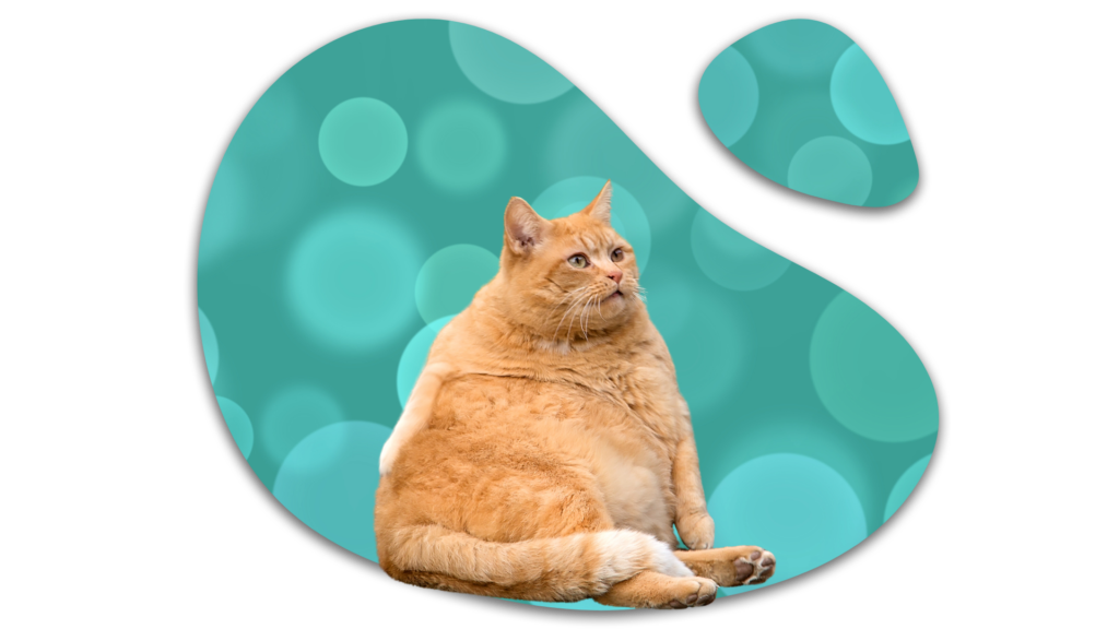 Overweight orange cat illustrating feline obesity concerns in Auburn, WA