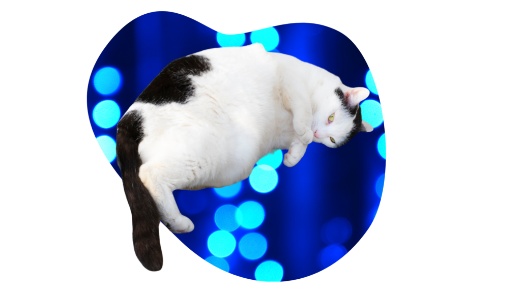 Overweight black and white cat representing feline weight concerns at Affordable Animal Emergency Clinic